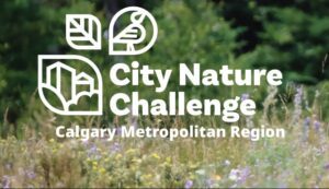 city nature challenge post 2023 